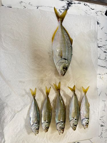 小島漁港