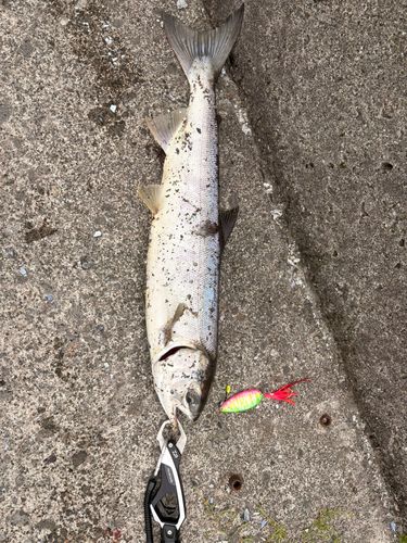 石狩湾