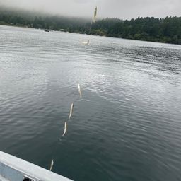 ワカサギ