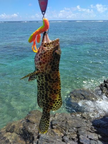 カンモンハタの釣果