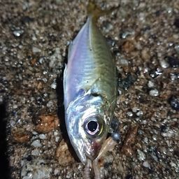 アジ