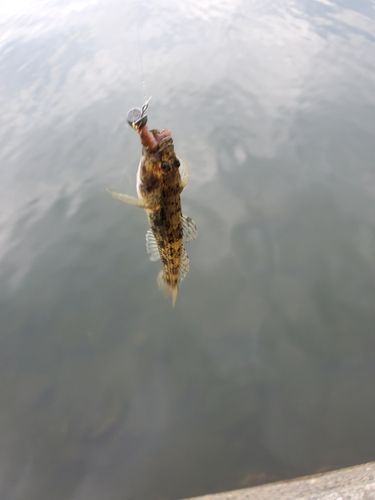 ハゼの釣果