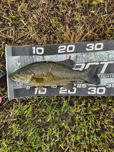 スモールマウスバスの釣果