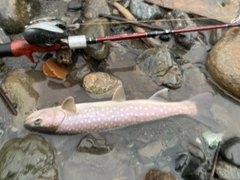 アメマスの釣果