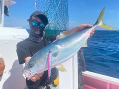 ブリの釣果