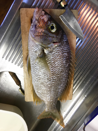 サザナミダイの釣果