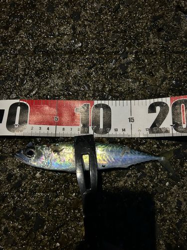 サバの釣果