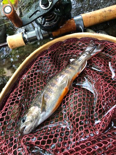 イワナの釣果