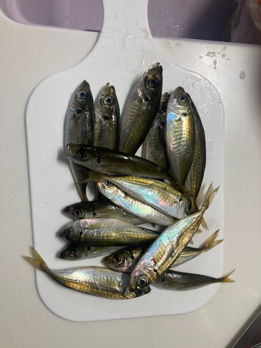 アジの釣果