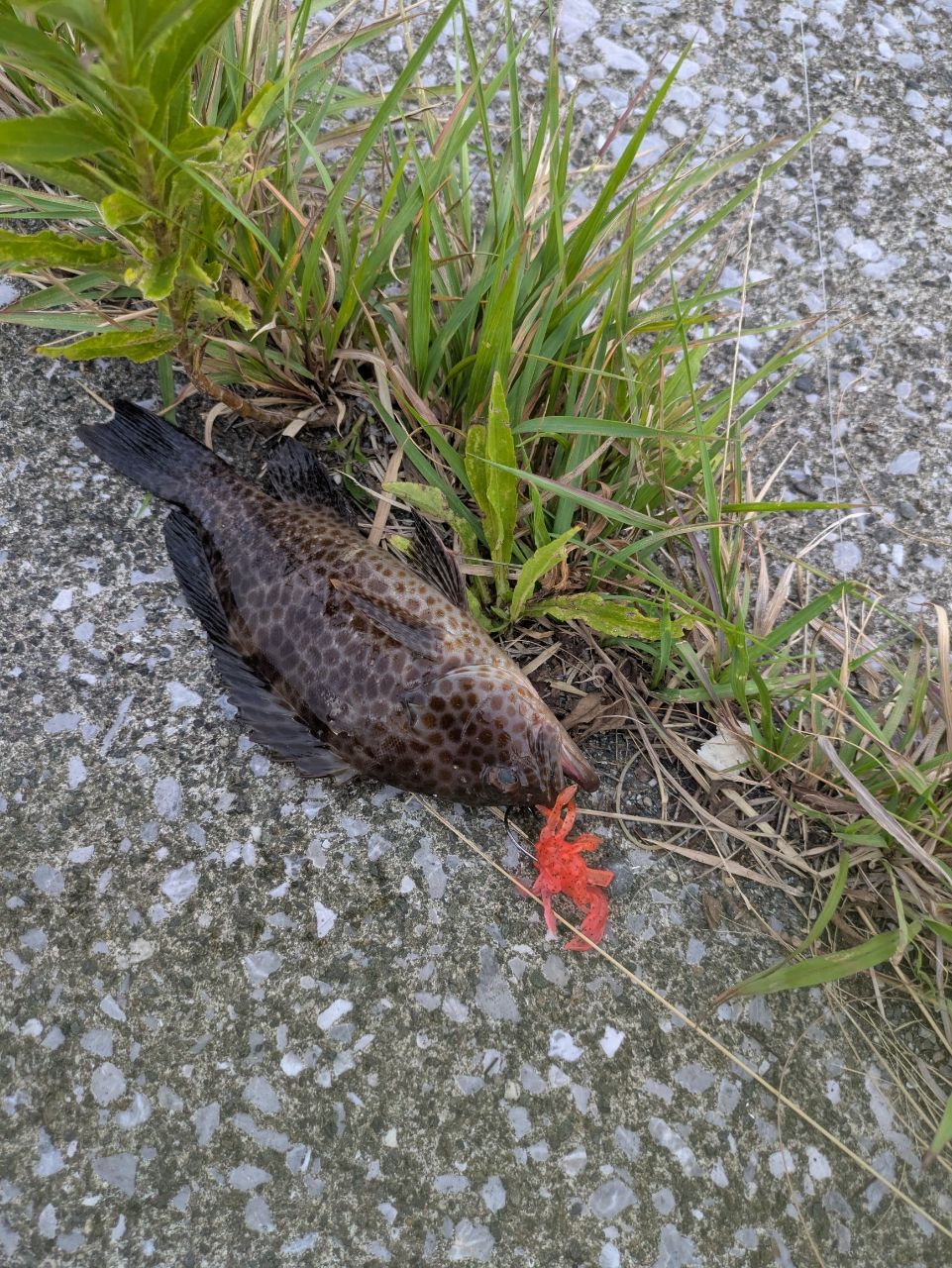 オオモンハタ