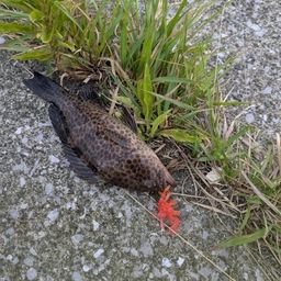 オオモンハタ