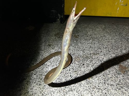 ダイナンウミヘビの釣果