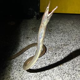 ダイナンウミヘビ