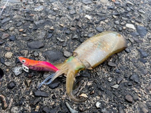アオリイカの釣果