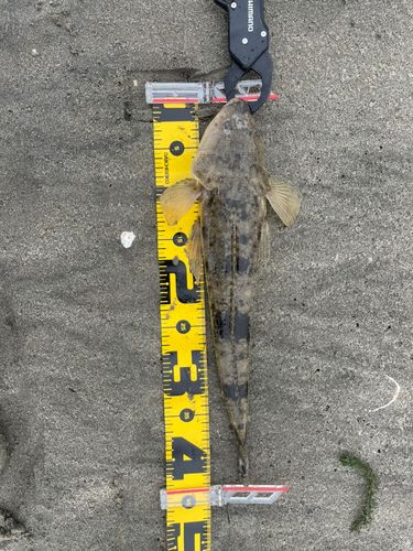 マゴチの釣果