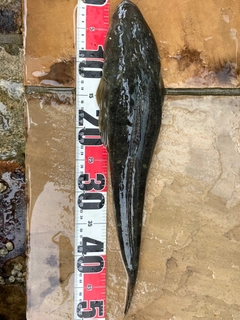 マゴチの釣果