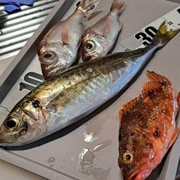 アジ