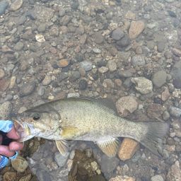 スモールマウスバス