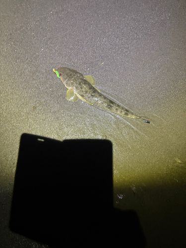 マゴチの釣果