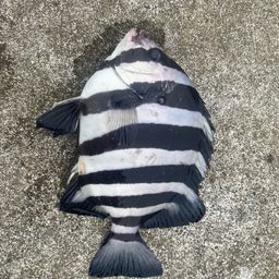 シマダイ