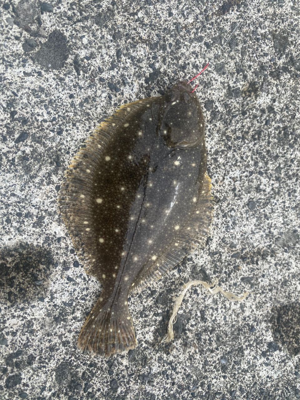 シマダイ