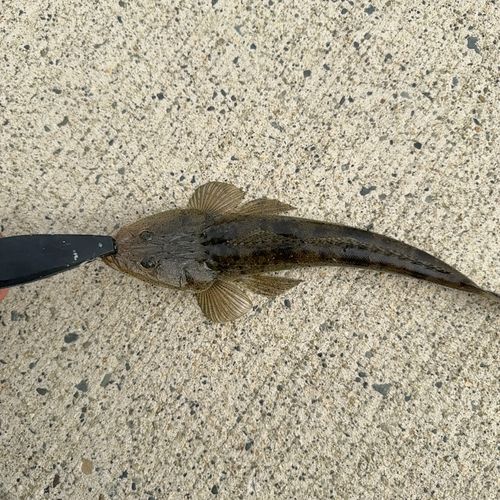 コチの釣果