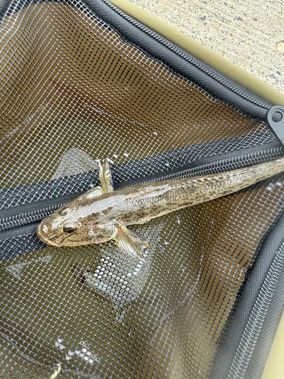 コチ