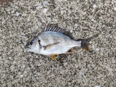 キビレの釣果