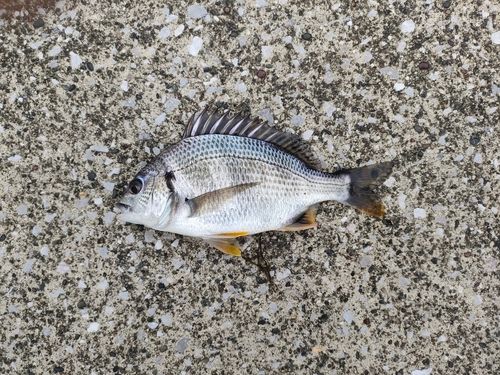 キビレの釣果