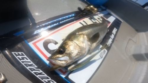 スズキの釣果