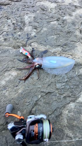 アオリイカの釣果