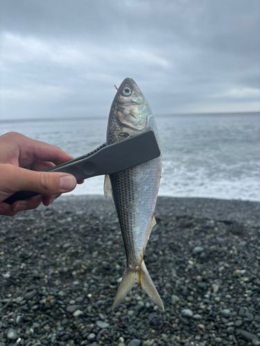 西湘サーフ