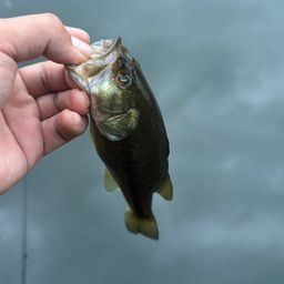 ブラックバス