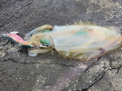 アオリイカの釣果
