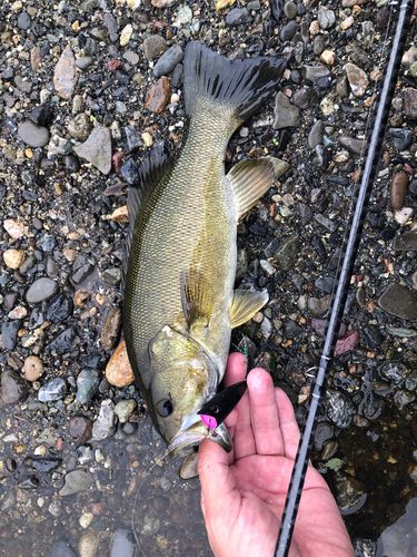 スモールマウスバスの釣果