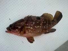 キジハタの釣果