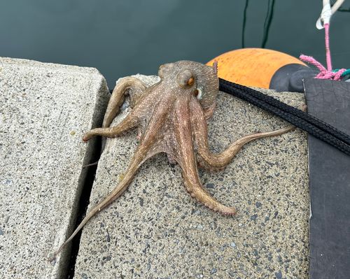 タコの釣果