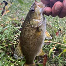 スモールマウスバス