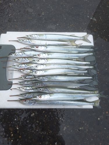 サヨリの釣果