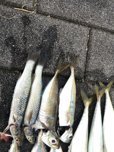 メナダの釣果
