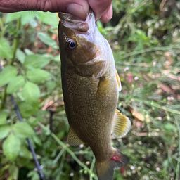 スモールマウスバス