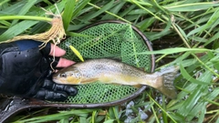 ブラウントラウトの釣果
