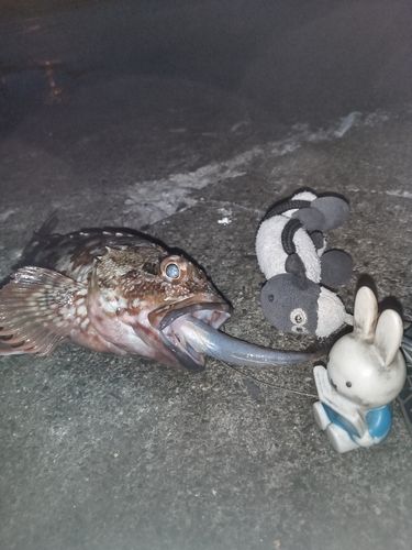 カサゴの釣果