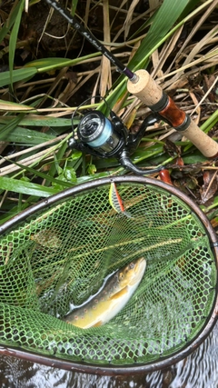 ブラウントラウトの釣果