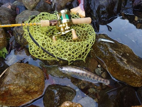 ヤマメの釣果