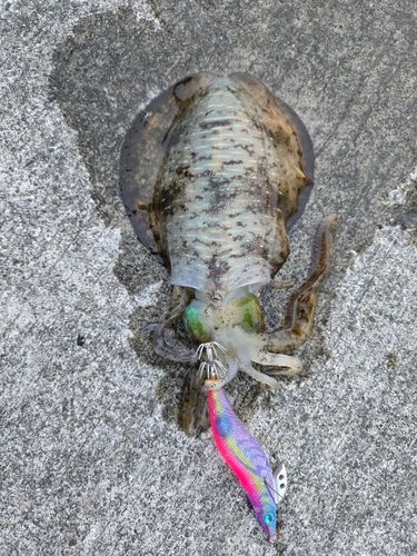 アオリイカの釣果