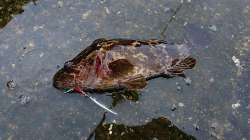 タケノコメバルの釣果