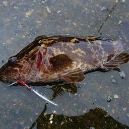 タケノコメバル