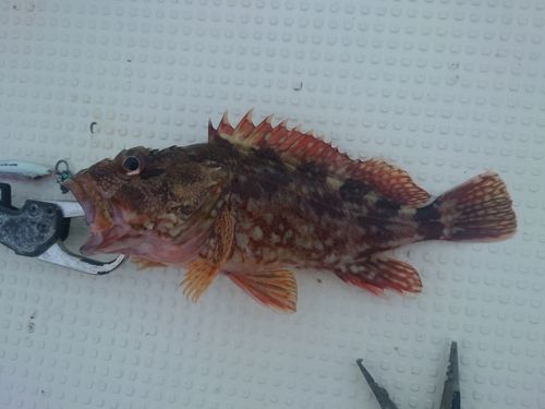 カサゴの釣果