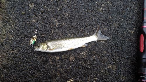 ウグイの釣果